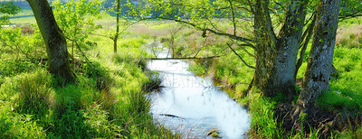 Buy stock photo Plant, forest and river with trees for environment, ecosystem and ecology outdoors. Natural background, landscape and water and trees for scenic view, travel destination and terrain in countryside