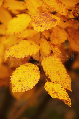 Buy stock photo Autumn, leaves and natural growth with season of change, fall or outdoor foliage in nature. Closeup of orange and yellow leafs or plant on tree branch or stem of eco friendly environment outside