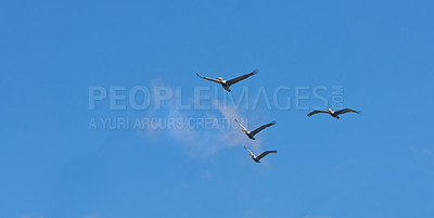 Buy stock photo Formation, freedom and group of birds on blue sky together, animals in migration flight and travel in air. Nature, wings and flock flying with calm clouds, tropical summer and wildlife with feathers