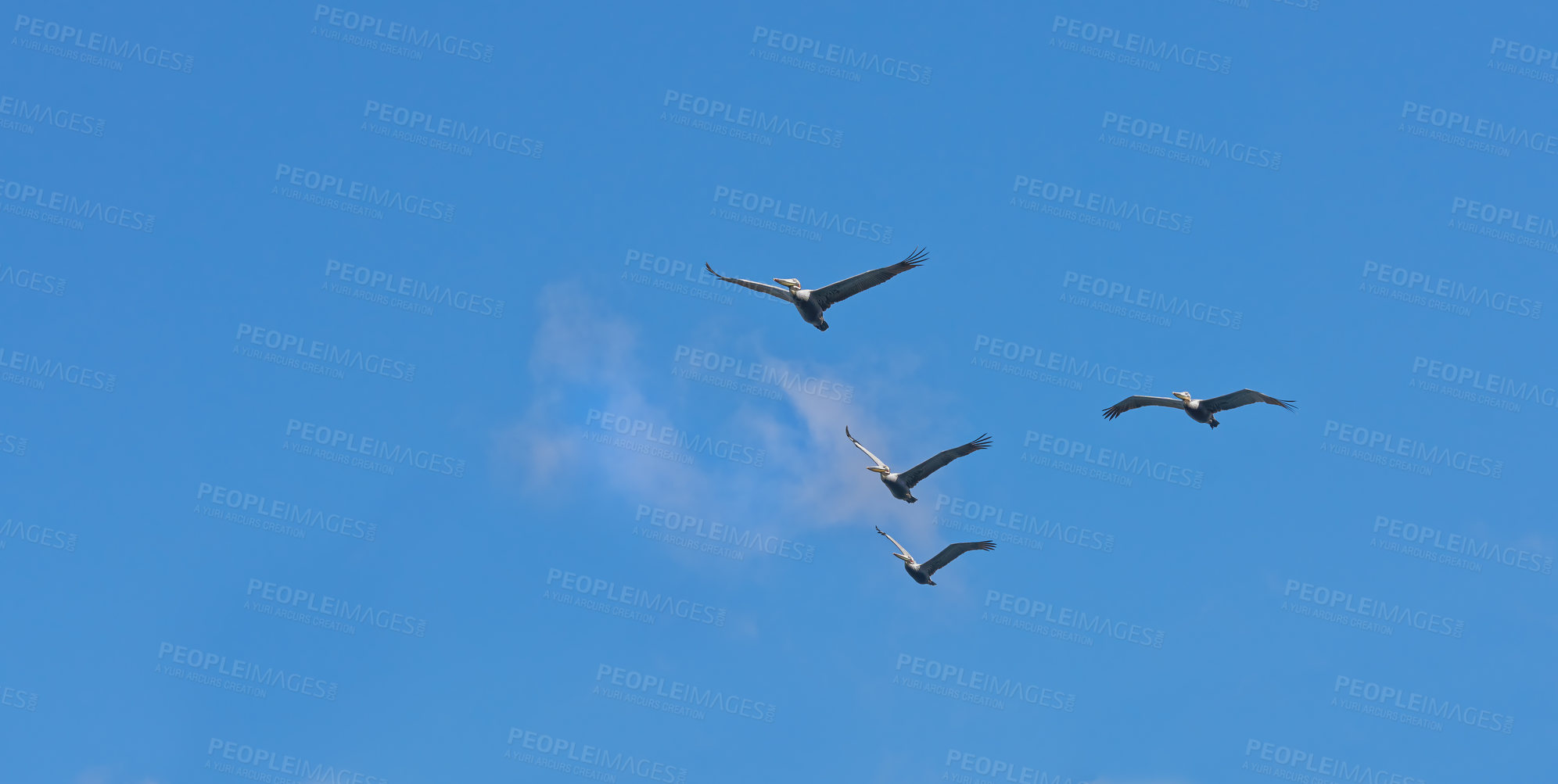 Buy stock photo Formation, freedom and group of birds on blue sky together, animals in migration flight and travel in air. Nature, wings and flock flying with calm clouds, tropical summer and wildlife with feathers