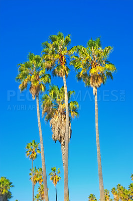 Buy stock photo Palm tree, blue sky and nature with summer outdoor, environment and background for tropical holiday in California. Travel, adventure and fresh air with landscape, location or destination for vacation