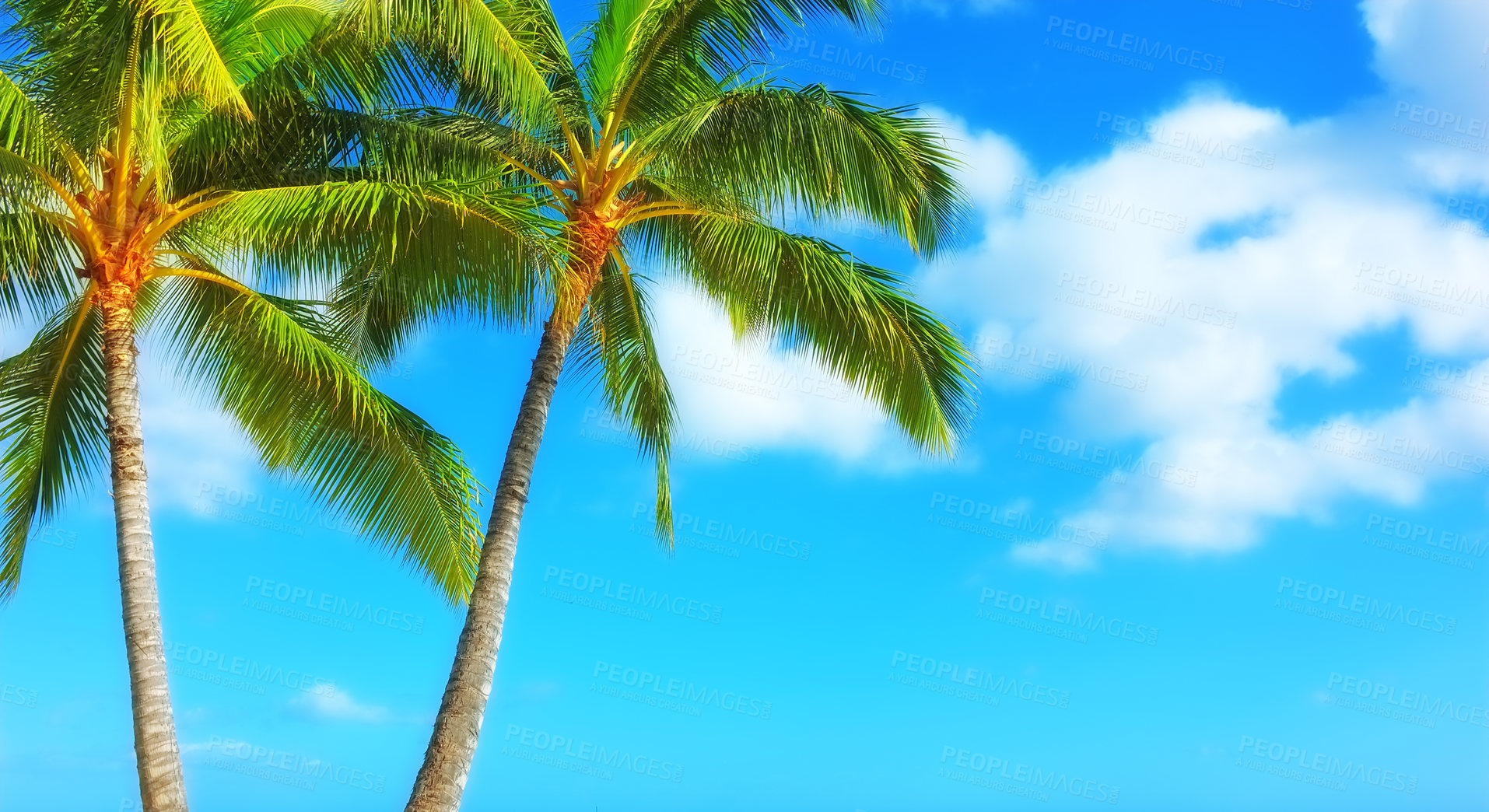 Buy stock photo Palm tree, blue sky and tropical holiday for adventure in Maldives or summer, vacation or outdoor. Plants, environment and traveling relax with sunlight for island paradise or trip, resort or break