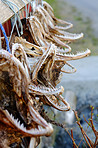 A photo Air dried fish in Norway