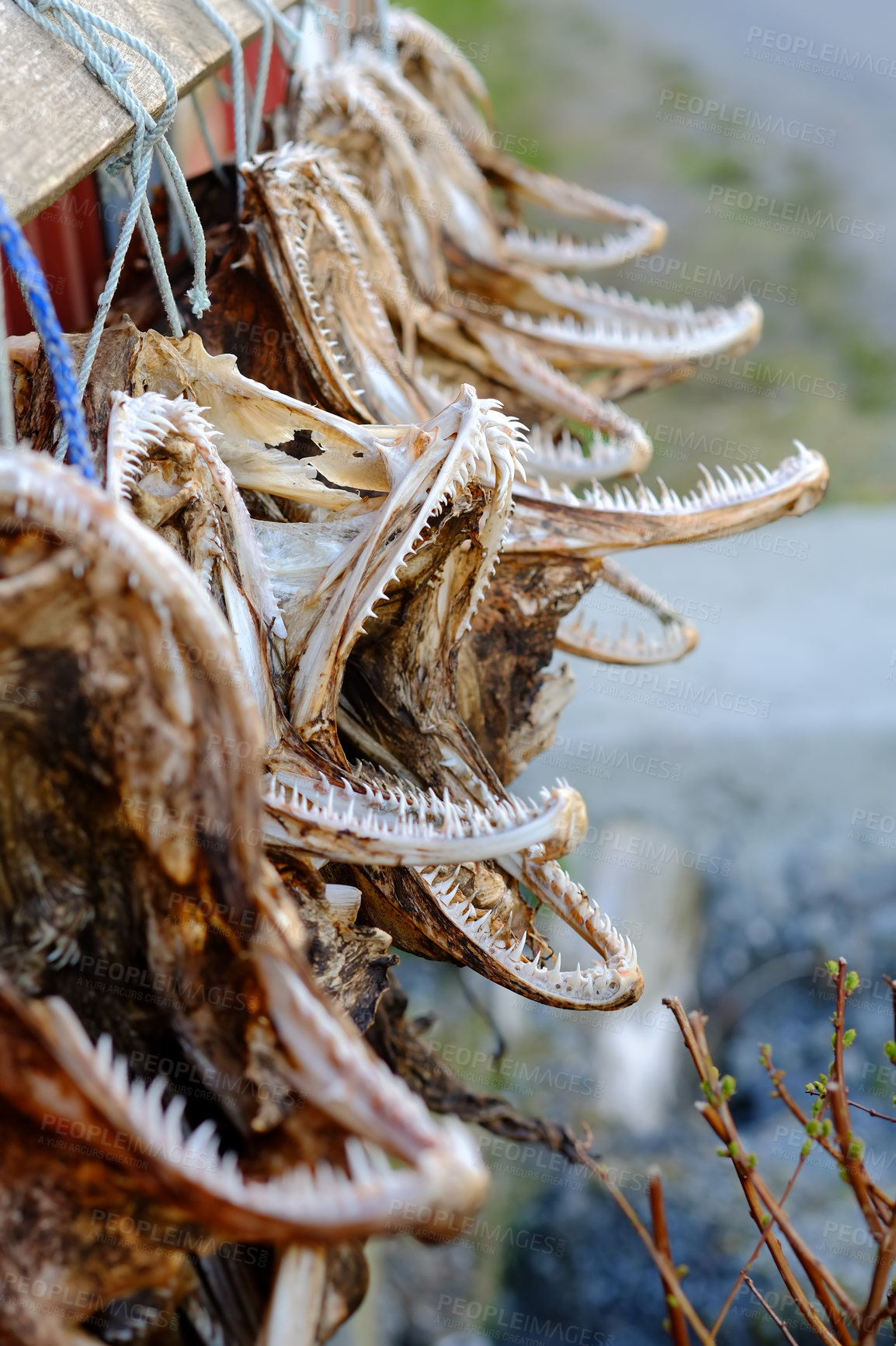 Buy stock photo Air dried fish. Traditional way of drying fish in Norway, Drying in the sun hanging on wooden racks.  Closeup of dehydrated cod which has been preserved by drying after salting, creepy looking jaws