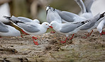 A photo of seagulls in New Zealand