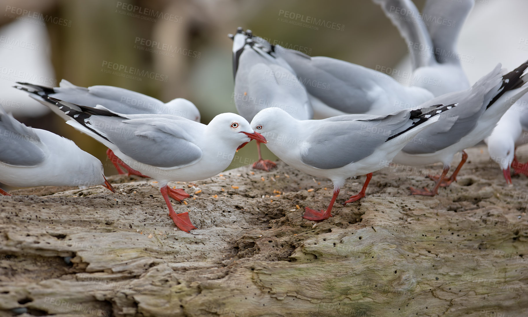 Buy stock photo Bird, rock and nature with summer, driftwood and wildlife for ornithology and birdwatching. Redbilled gull, closeup and animal. with feather, wings and fauna in habitat for seagull and new zealand