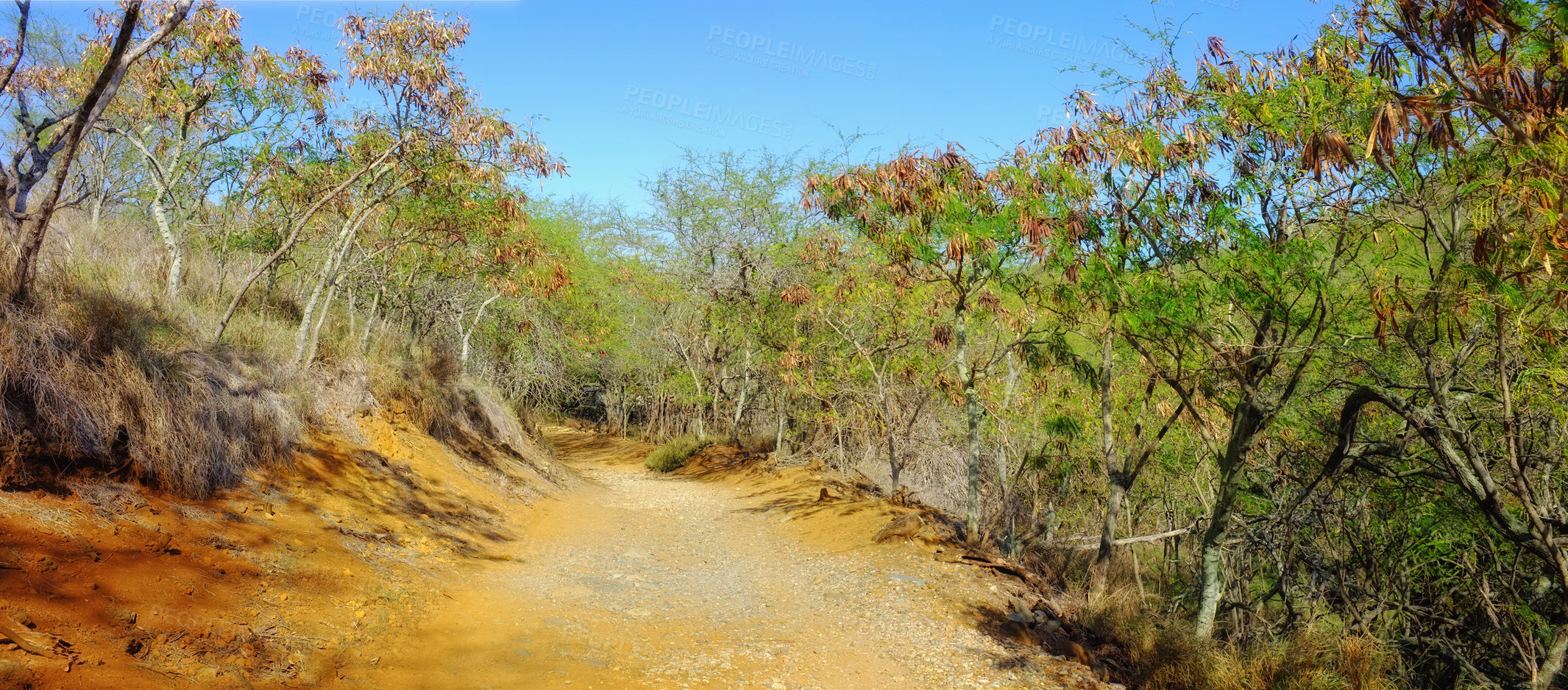 Buy stock photo Trail, landscape and path for safari in nature for travel, adventure or hiking with blue sky in South Africa. Pathway, gravel road or location with plants, roadway or environment for holiday and trip