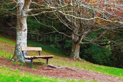 Buy stock photo Autumn, nature and trees with bench in park for relax, scenery or forest environment in countryside. Agriculture, branches or woods for sustainability, natural landscape or field on grass for ecology