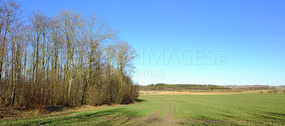 Buy stock photo Outdoors, nature and forest or field in countryside, ecosystem and calm for holiday or vacation. Peace, sustainable environment and travel to relax in New Zealand, plants and blue sky for mockup