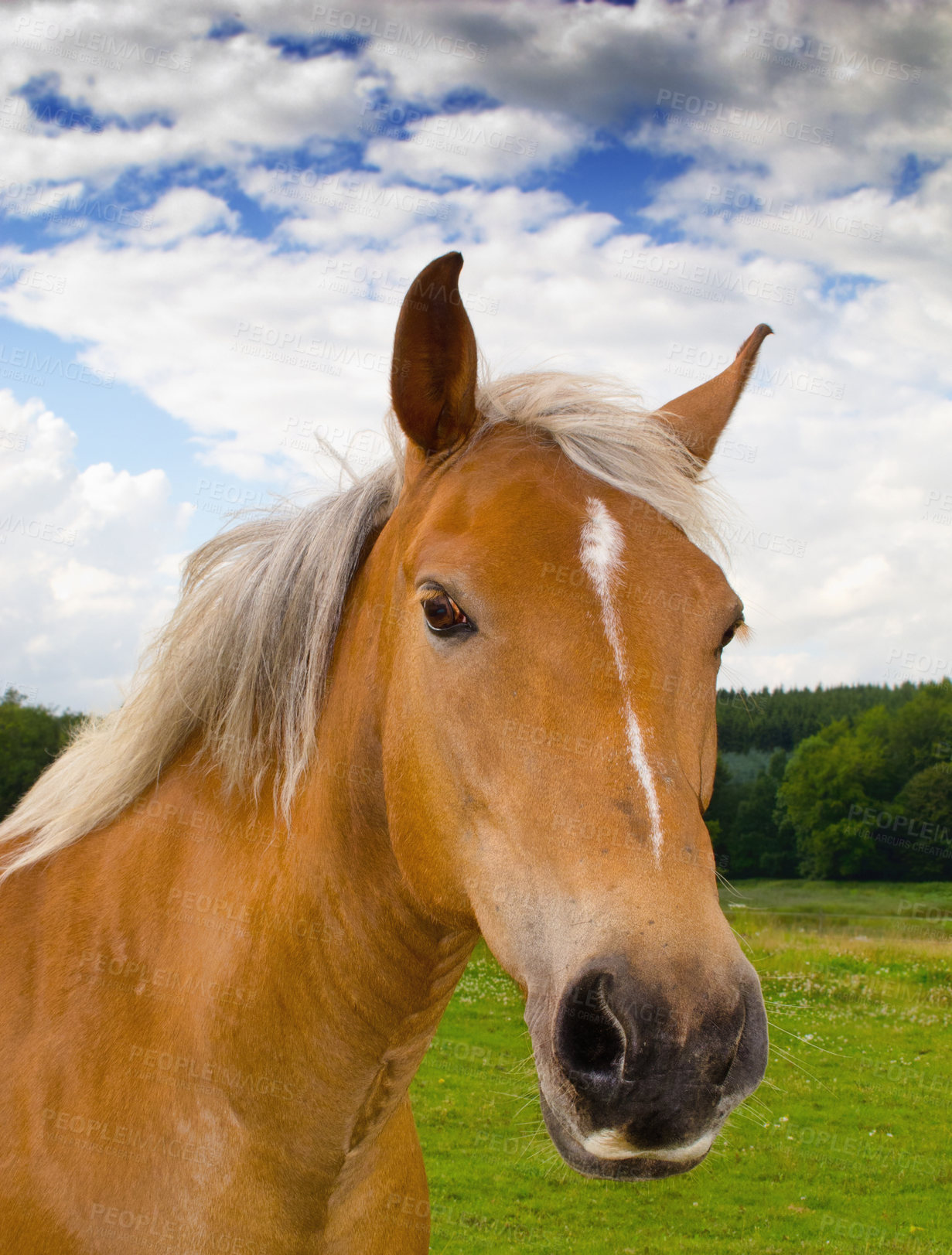 Buy stock photo Portrait of a beautiful brown horse on a farm against a cloudy blue sky. Face closeup of chestnut stallion with blonde mane on green pasture on an agricultural field. Horse standing on grazing land 
