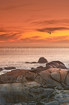 Buy stock photo Ocean, sunset or seagull flying in air with rocks or sustainable environment of birds in nature. Golden sky, clouds or sunlight on water on beach, calm or cape town for tourist destination to travel