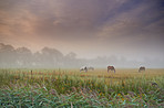 Horses grazing in a peaceful Danish meadow