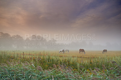 Buy stock photo Herd of horses grazing grass on a spring field on a misty morning. Stallions standing in a meadow or pasture land with copyspace. Livestock farm animals roaming freely and eating the wild vegetations