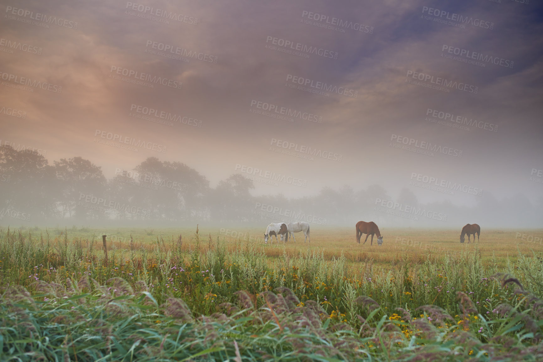 Buy stock photo Herd of horses grazing grass on a spring field on a misty morning. Stallions standing in a meadow or pasture land with copyspace. Livestock farm animals roaming freely and eating the wild vegetations