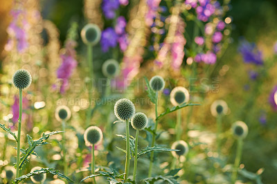Buy stock photo Globe thistle, flower and nature in spring meadow for closeup, fresh and natural wild vegetation. Ecology and pollen plant for biodiversity or environmental sustainability in garden growth


