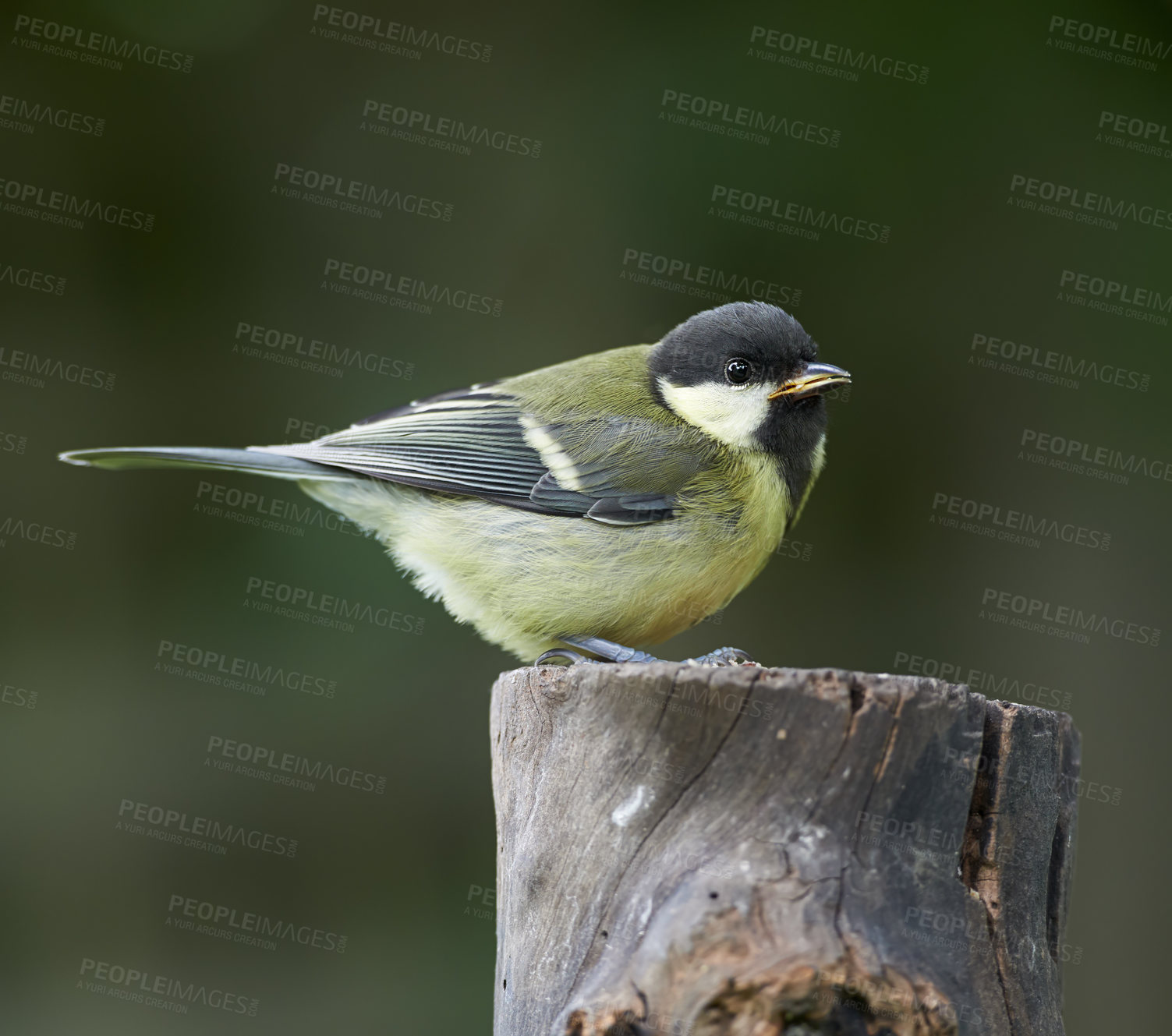 Buy stock photo Great tit, bird and outdoors in summer time, avian wildlife in natural environment. Close up, nature or animal native to United Kingdom, perched or resting on wooden stump for birdwatching or birding