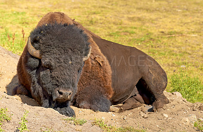 Buy stock photo A bison lying down on the ground in a relaxed state