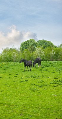 Buy stock photo Farm, freedom and horses in nature for grass, feeding or morning grazing routine outdoor. Agriculture, sustainability and stallion animals on field for walking, peace or enjoying countryside sunshine