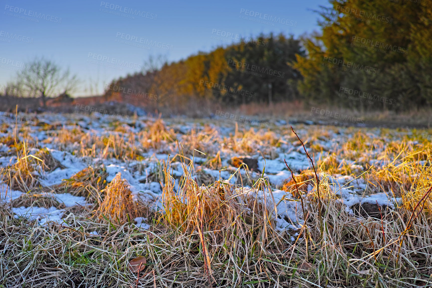 Buy stock photo Winter, landscape and grass with nature or snow on frozen morning for weather, climate and cold season. Outdoor, forest and field in woods for ecosystem background, environment or natural habitat
