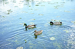 Ducks on a Danish pond