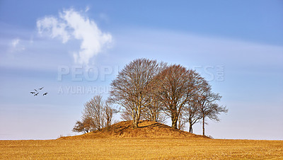 Buy stock photo Countryside, summer and trees with environment, clouds and nature with blue sky and eco friendly. Landscape, natural and outdoor with woods and autumn with growth and birds with sunshine and ecology