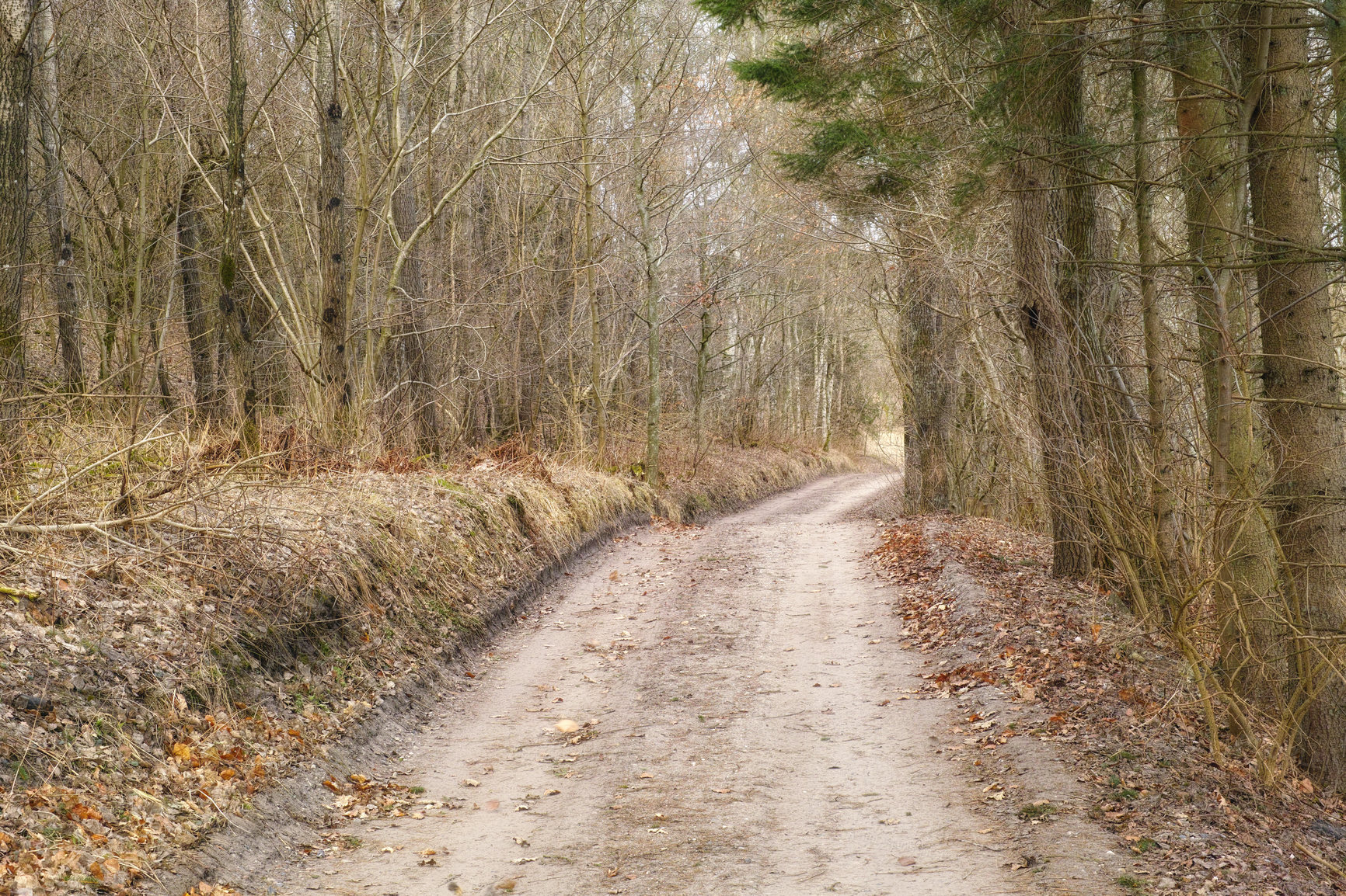 Buy stock photo Path, landscape or forest with pine trees in countryside for travel, adventure or leaves with autumn in nature. Street, trail or location in Denmark with direction, roadway or environment for tourism