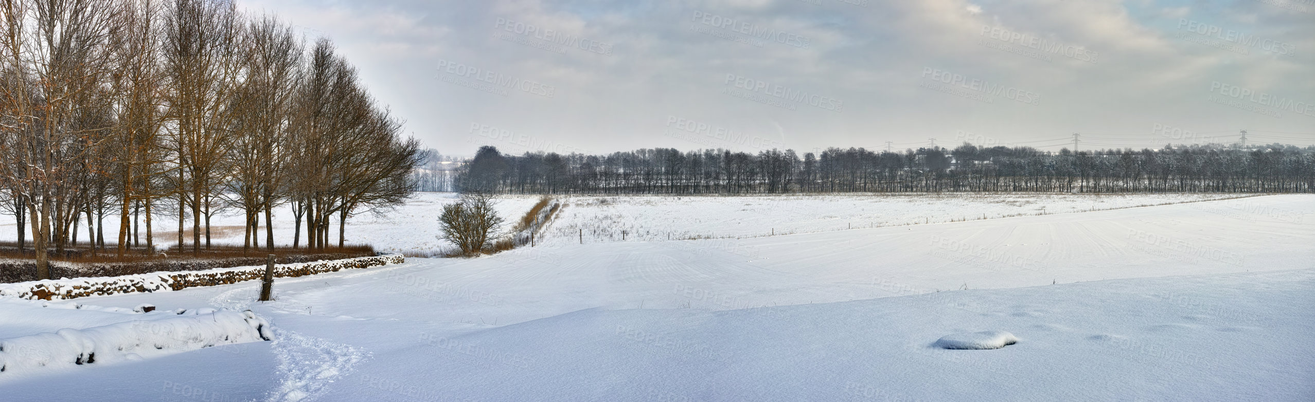 Buy stock photo Forest, winter and snow landscape with trees and frozen lake, nature and cold weather with panoramic view. Woods, natural background for travel or tourism with ice ground in location or destination