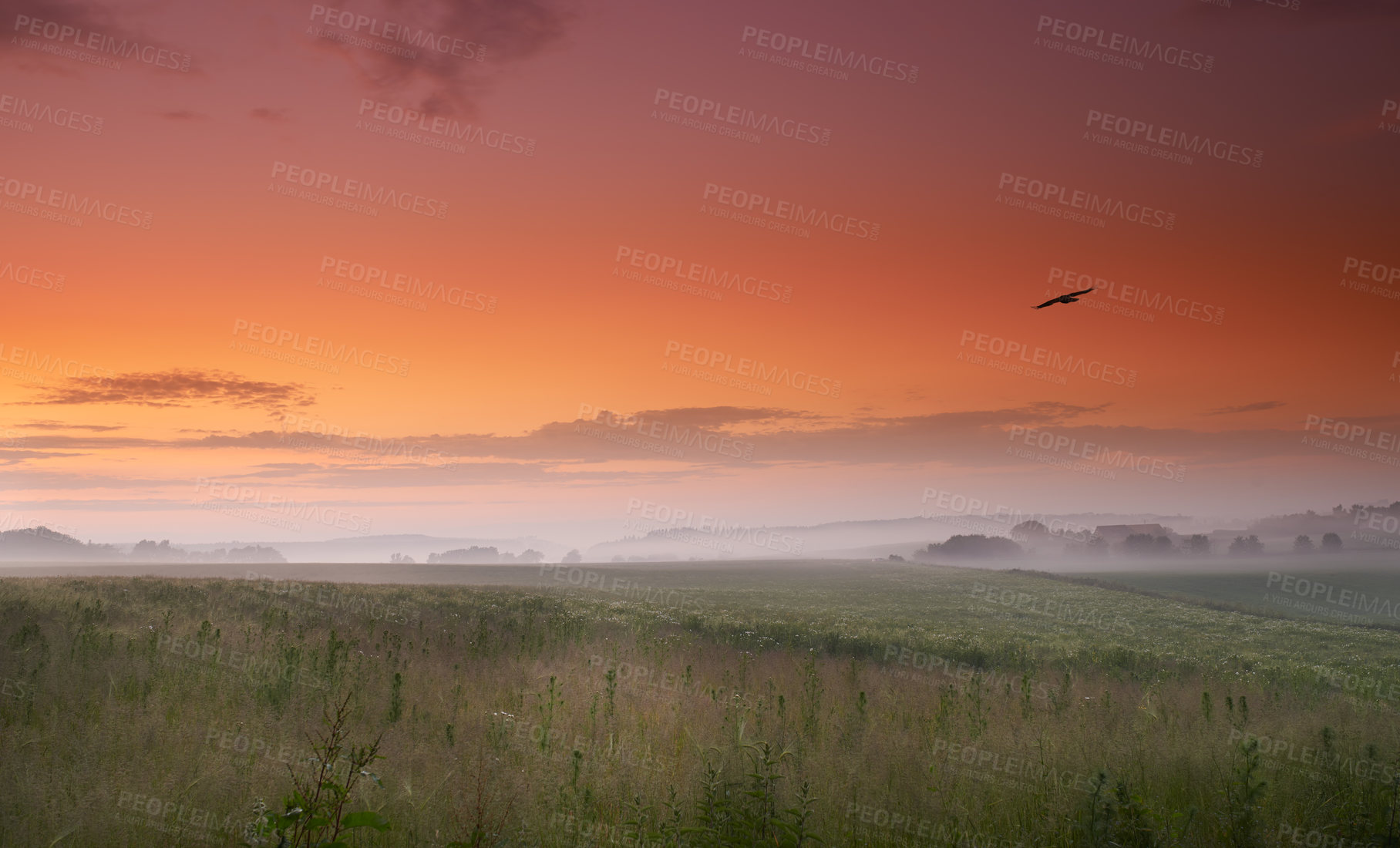 Buy stock photo Sunset, grass and bird in fog, countryside and field in panorama for landscape, banner or wallpaper. Mist, colorful and orange sky for silhouette of crow for screen saver of peaceful grassland