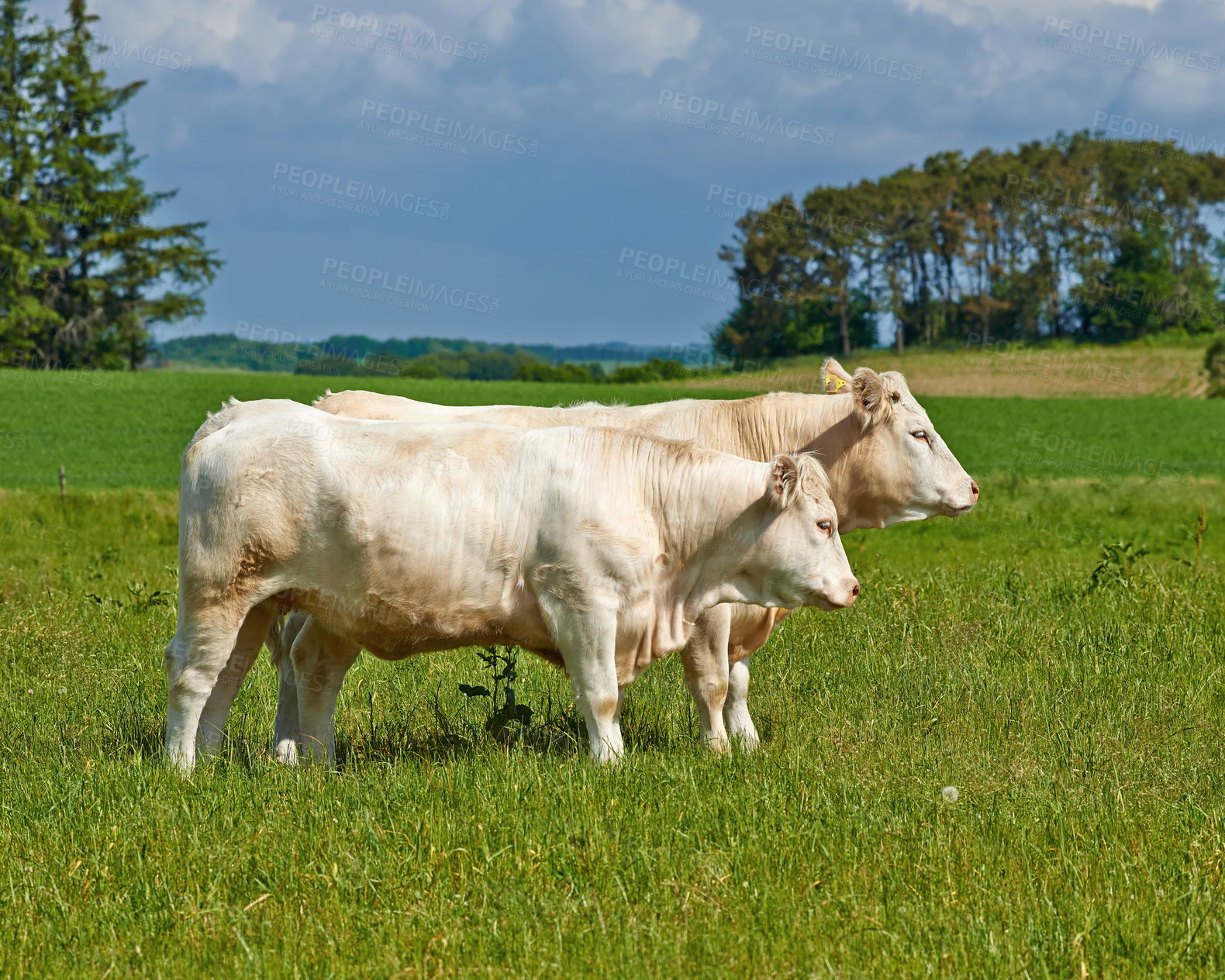Buy stock photo Cow herd, field and farming in summer for agriculture, eating and walking for health, meat industry and outdoor. Cattle group, grass and together for farm, nature and sunshine in green countryside