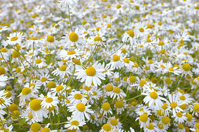 Buy stock photo Daisies blooming in a Danish meadow