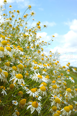 Buy stock photo Nature, blue sky and spring daisies in field with natural landscape, morning blossom and floral bush. Growth, clouds and flowers in green backyard garden, calm countryside and sustainable environment