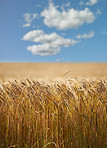 Fields of golden wheat