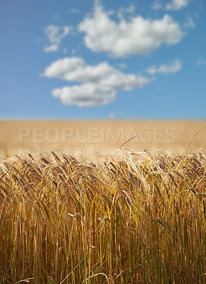Buy stock photo Wheat, field and grass with clouds in sky for wellness, nature and countryside for harvest. Landscape, straw and golden grain for farming, environment and open crop for rural life or agriculture view