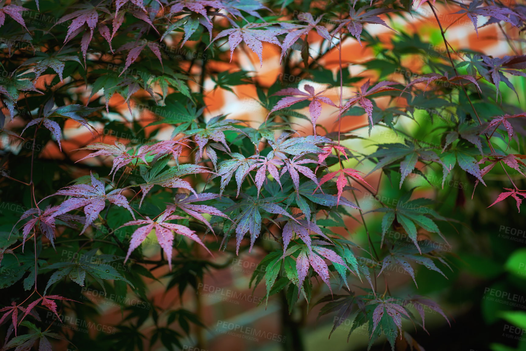 Buy stock photo Plant, leaves and autumn nature environment or Japanese maple in countryside backyard, organic or vegetation. Greenery, foliage and outdoor sustainability or growing bush in Tokyo, garden or ecology