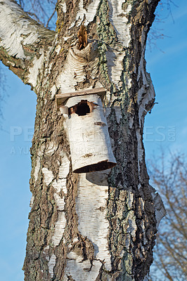 Buy stock photo Birch, tree and closeup on birdhouse in nature, park or woods with blue sky and environment conservation. Wood, box and diy natural shelter for wildlife in backyard, garden or outdoor in forest