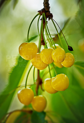 Buy stock photo Closeup, fruit and yellow cherries on tree branch for growth, food and sustainability in countryside. Nature, plant and fresh produce in environment for farming, nutrition and wellness or health