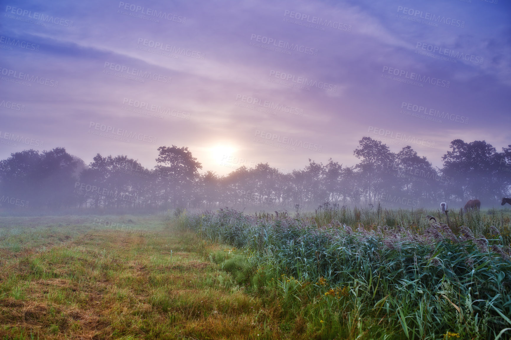Buy stock photo Meadow, wheat field and mist environment or morning sunrise in nature countryside, travel or outdoor. Grassland, dusk and organic greenery with ecology growth for grain harvest, sky or agriculture