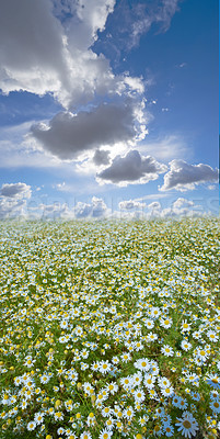 Buy stock photo Chamomile, field or nature with grass for flowers, plants or sustainable growth in environment. Clouds in background, sky or landscape of meadow, lawn or natural pasture for white daisies and ecology