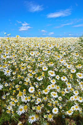 Buy stock photo Chamomile, field or meadow with grass for flowers, plants or sustainable growth in environment. Sky in background, outdoor or landscape of nature, lawn or natural pasture for white daisies or ecology