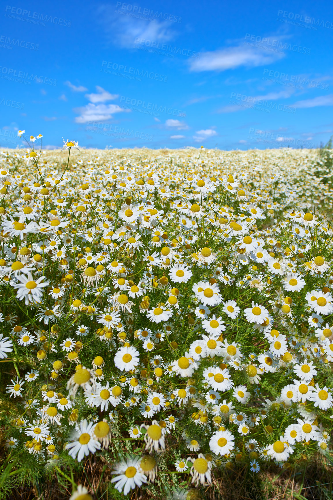 Buy stock photo Chamomile, field or meadow with grass for flowers, plants or sustainable growth in environment. Sky in background, outdoor or landscape of nature, lawn or natural pasture for white daisies or ecology