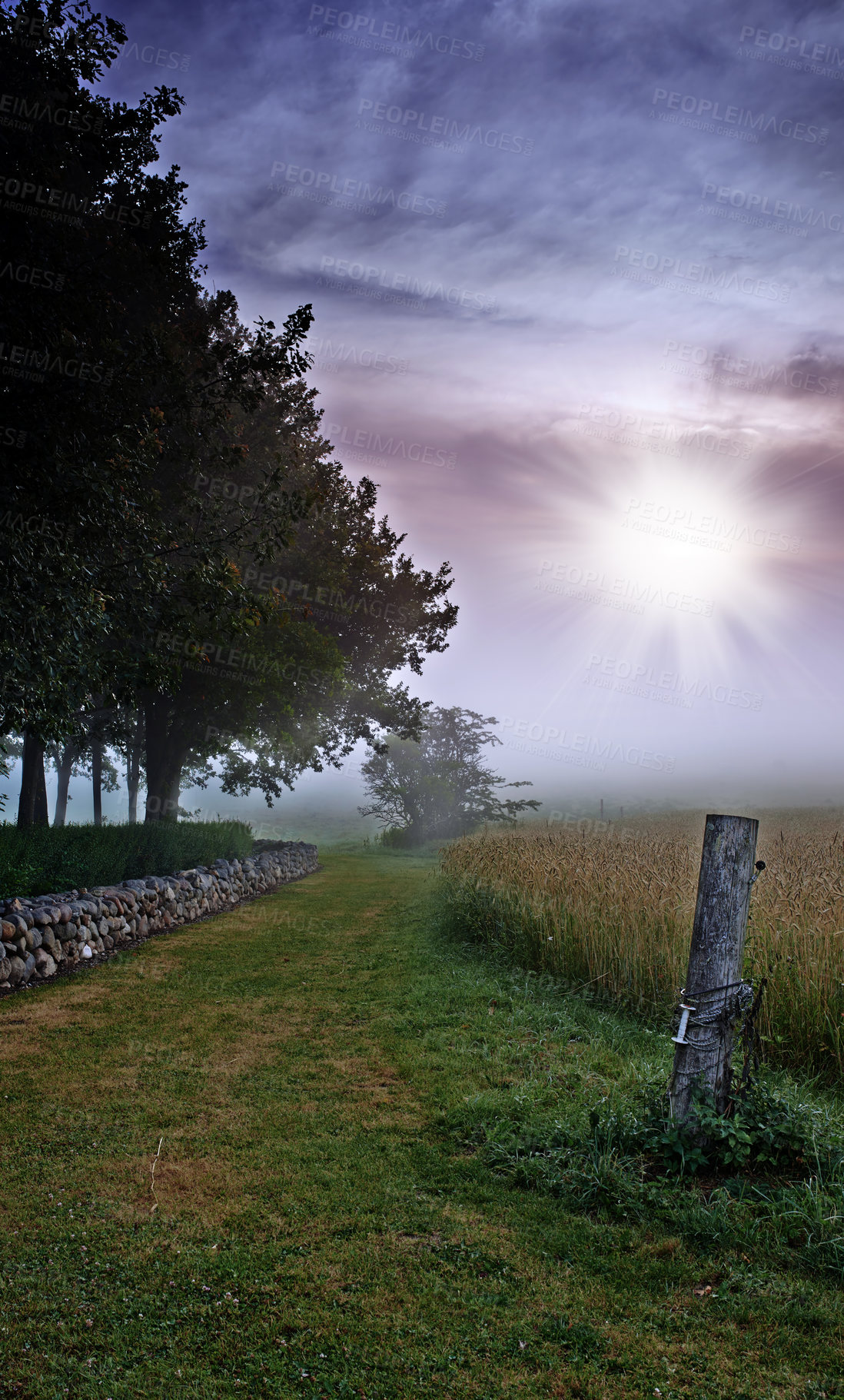 Buy stock photo Farm, wheat field and trees environment for agriculture nature countryside or misty morning, grain or harvest. Lawn, sunshine and land ecology with fog in England or clean energy, scenery or dawn