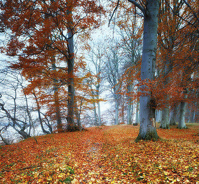 Buy stock photo Autumn forest scene out in nature