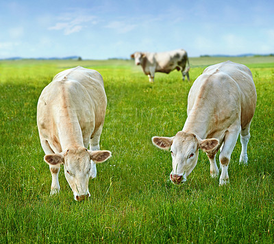 Buy stock photo A herd of Charolais cattle grazing in a pasture in Denmark