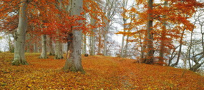 Buy stock photo An autumn forest in Denmark