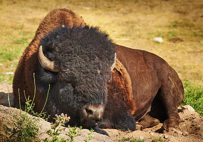 Buy stock photo Nature, grass and bison at countryside in summer with farm, agriculture and relax on sand in environment. Sunshine, field and animal on ground for sunshine, sustainable production or ecology on ranch