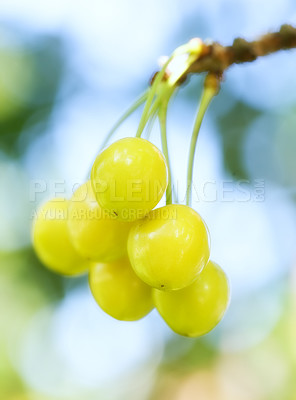 Buy stock photo Plants, growth and grapes for farming, nature and vineyard with harvesting season for winery production. Closeup of fruits on branch for sustainability, food and organic or eco friendly gardening