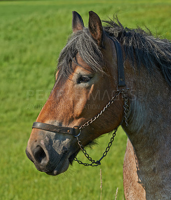 Buy stock photo A beautiful brown majestic horse roaming outdoor on a lush field during the daytime. Closeup of a grown mare standing on in green meadow field on a breeding farm with a harness tied to its face.
