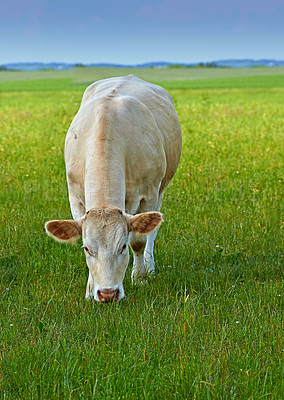 Buy stock photo Cows, field and sustainability with farming, countryside and grass with a ranch animal, livestock and agriculture. Cattle grazing, growth or ecology with production, milk or beef industry with health