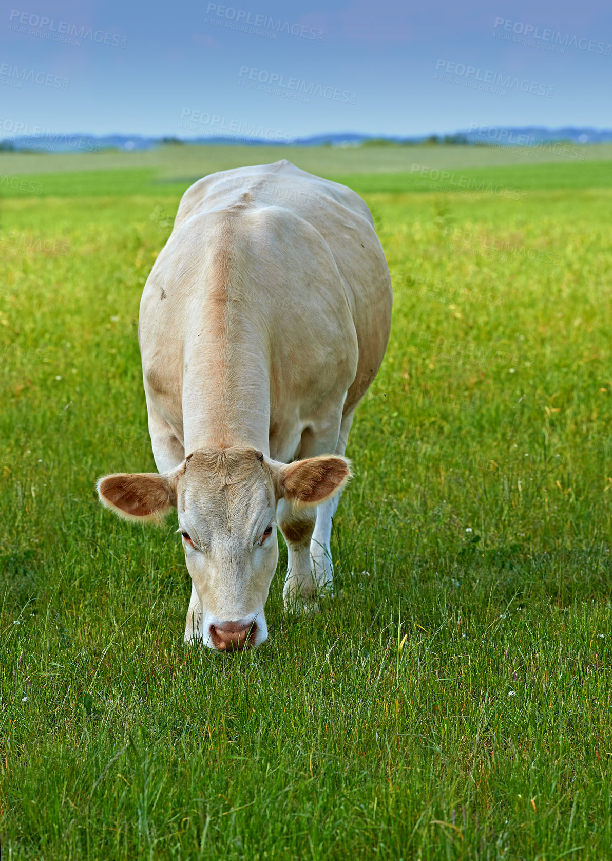 Buy stock photo Cows, field and sustainability with farming, countryside and grass with a ranch animal, livestock and agriculture. Cattle grazing, growth or ecology with production, milk or beef industry with health