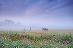 Grazing in the morning mist